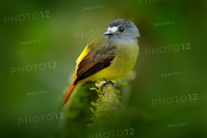 Myiotriccus ornatus, Ornate flycatcher, yellow grey bird from Sumaco in Ecuador. Flycatcher sitting on the tree branch in the habitat - tropic mountain forest. Birdwatching in South America