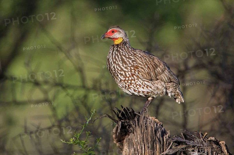 Yellow-necked Spurfowl (Pternistis leucoscepus) perched on the ground, Tarangire, Tanzania