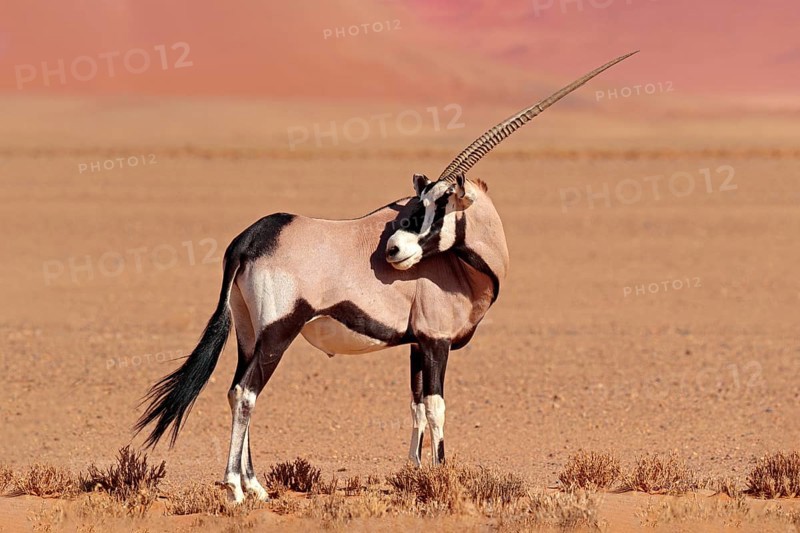 Gemsbok with orange sand dune evening sunset. Gemsbuck, Oryx gazella, large antelope in nature habitat, Sossusvlei, Namibia. Wild animals in the savannah. Animal with big straight antler horn