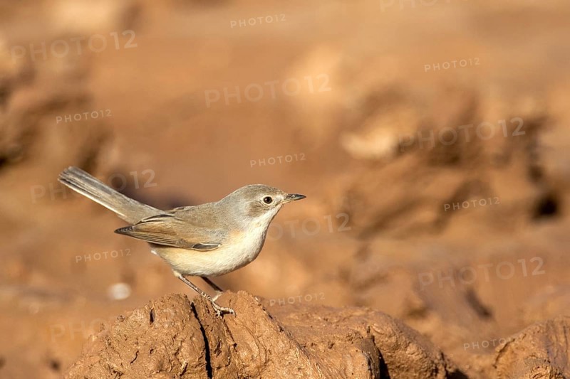 Common Whitethroat (Sylvia communis) female, Rgabi, Morocco