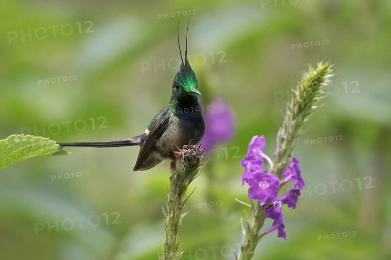 Wire-crested Thorntail (Discosura popelairii), Manu National Park, Peru