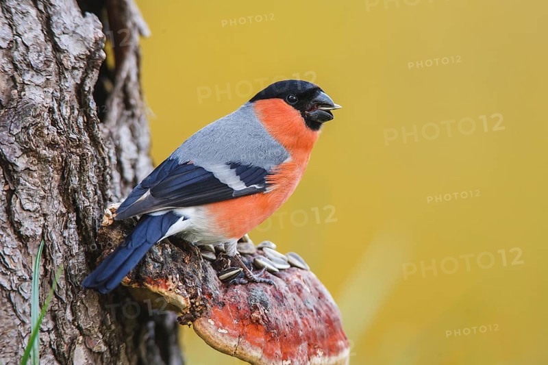 Eurasian Bullfinch (Pyrrhula pyrrhula) male, Bavaria, Germany