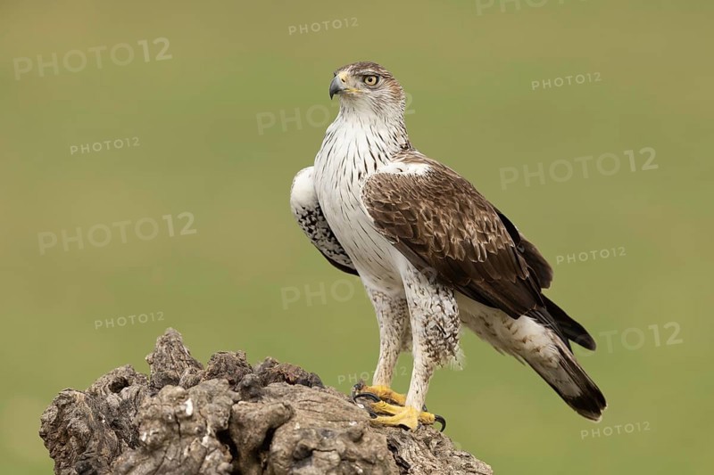 Bonelli's Eagle (Aquila fasciata), Extremadura, Spain