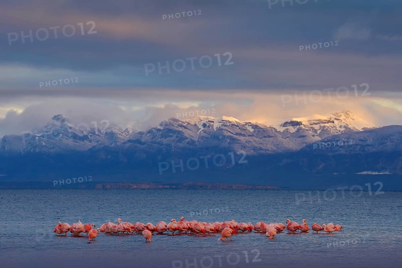 Hilean flamingos, Phoenicopterus chilensis, nice pink big birds with long necks, dancing in water, animals in the nature habitat in Chile, America. Flamngo from Patagonia, Torres del Paine
