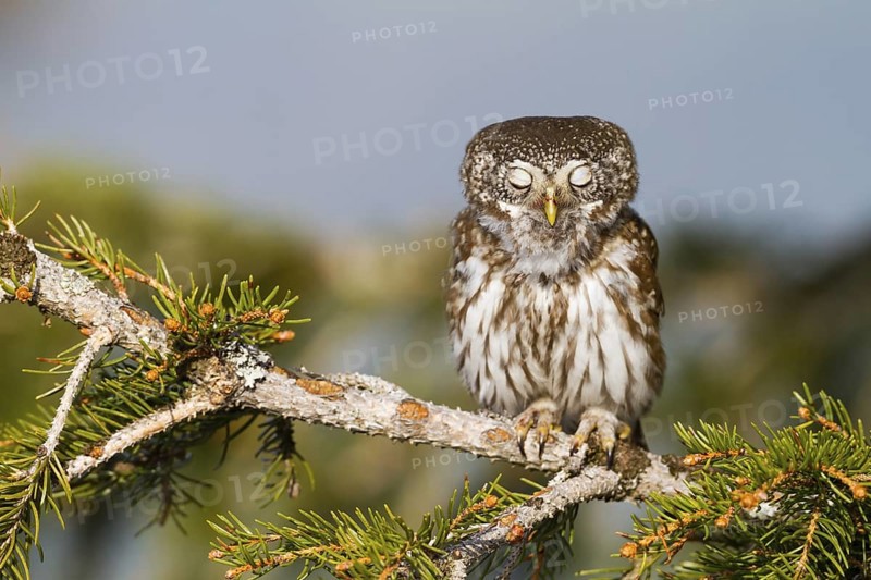 Eurasian Pygmy Owl (Glaucidium passerinum), Vorarlberg, Austria