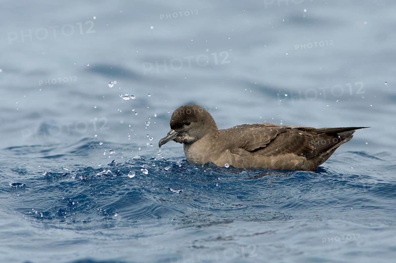 Short-tailed Shearwater (Ardenna tenuirostris), Victoria, Australia