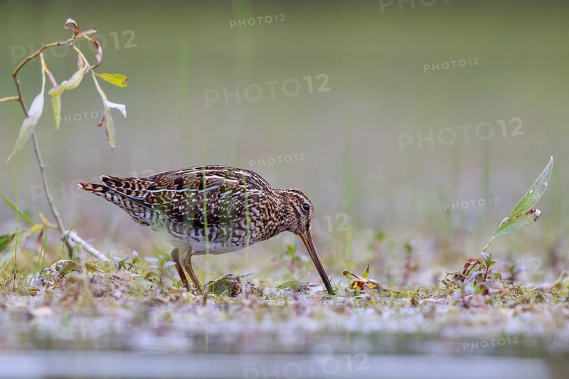 Common Snipe (Gallinago gallinago) foraging, North Rhine-Westphalia, Germany