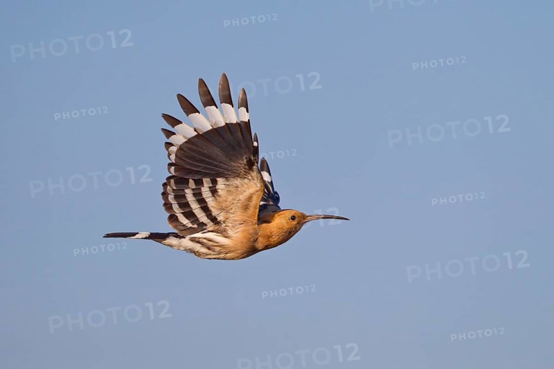 Eurasian Hoopoe (Upupa epops) flying, Lake Hovsgol, Mongolia