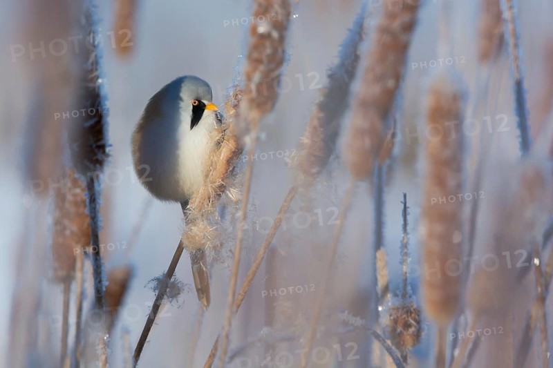 Bearded Reedling (Panurus biarmicus) male feeding on cattail seed, Thuringia, Germany