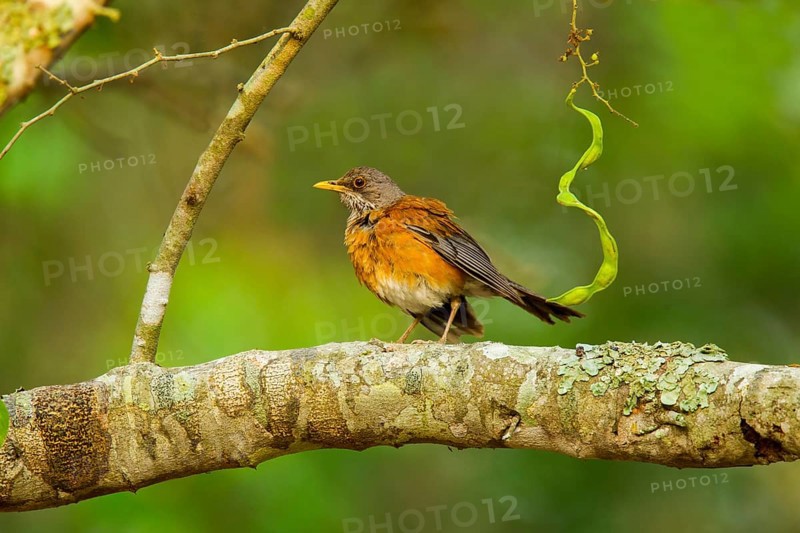 Rufous-backed Robin Turdus rufopalliatus El Tuito, Jalisco, Mexico 9 June Adult Turdidae