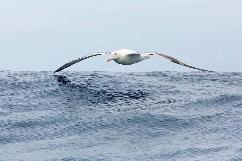 Wandering Albatross (Diomedea exulans) flying, Victoria, Australia