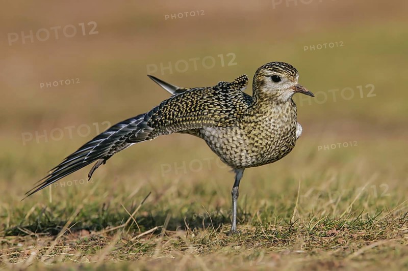 European Golden Plover (Pluvialis apricaria) stretching wing, Schleswig-Holstein, Germany