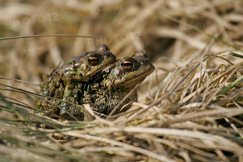 European Toad (Bufo bufo) female carrying male on its back, Brandenburg, Germany