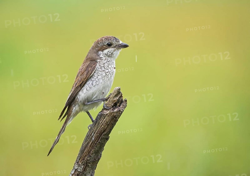 Red-backed Shrike (Lanius collurio) female perched on a branch, Aosta Valley, Italy