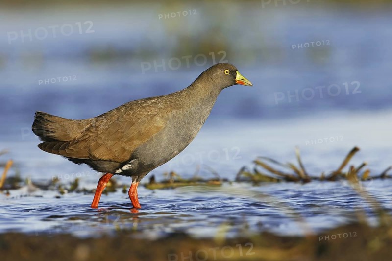 Black-tailed Nativehen (Tribonyx ventralis), Victoria, Australia