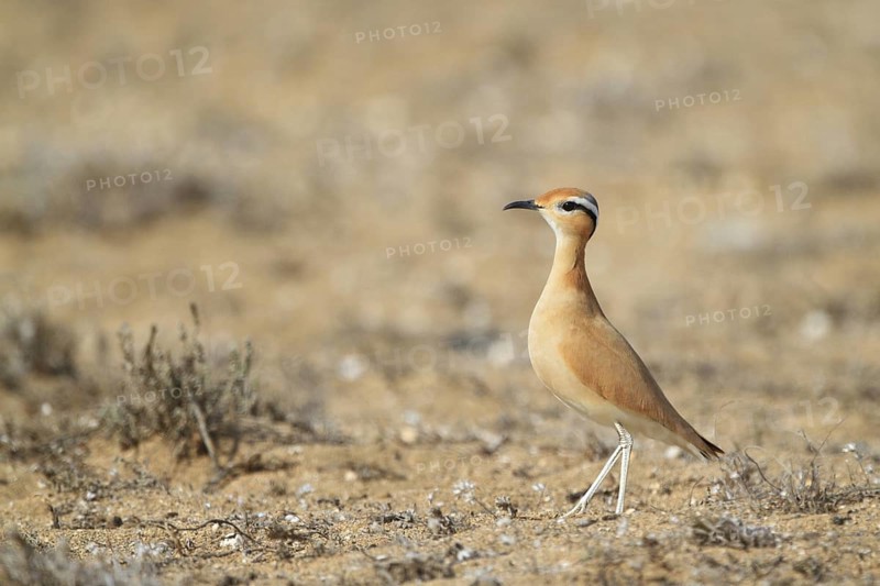 Cream-colored Courser (Cursorius cursor), Lanzarote, Spain