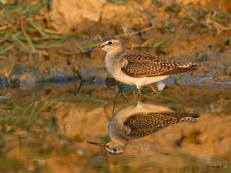 Wood Sandpiper (Tringa glareola), Phetchaburi, Thailand
