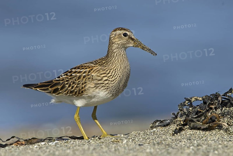 Pectoral Sandpiper (Calidris melanotos), British Columbia, Canada