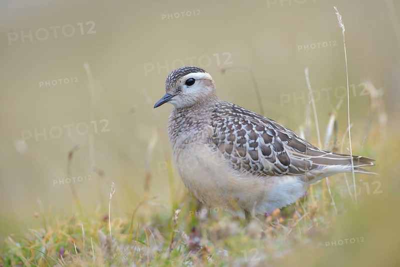 Eurasian Dotterel (Charadrius morinellus) juvenile, Abruzzo, Italy