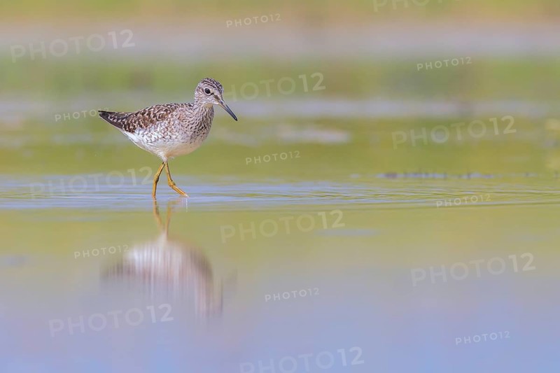Wood Sandpiper (Tringa glareola) foraging, Lazio, Italy