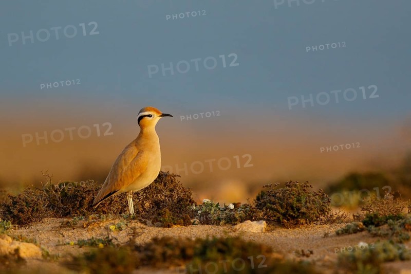 Cream-colored Courser (Cursorius cursor), Fuerteventura, Spain