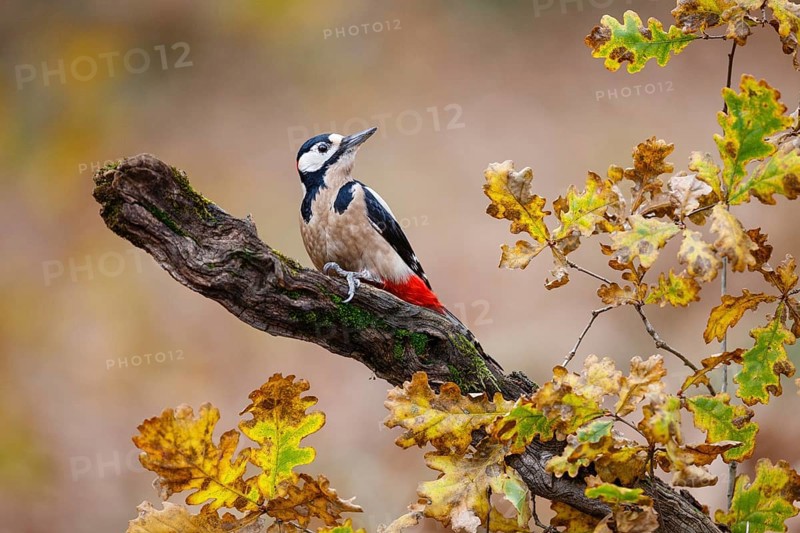 Great Spotted Woodpecker (Dendrocopos major) male, Asturias, Spain