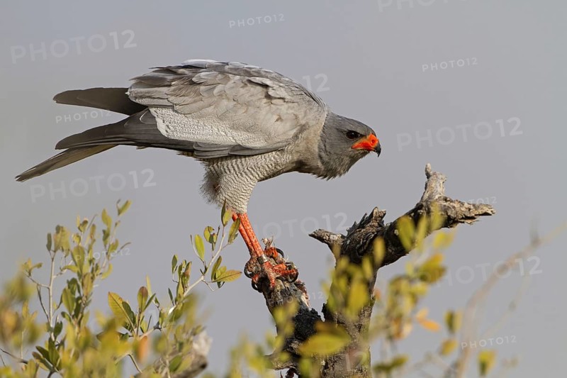 Pale Chanting Goshawk (Melierax canorus), Oshikoto, Etosha National Park, Namibia