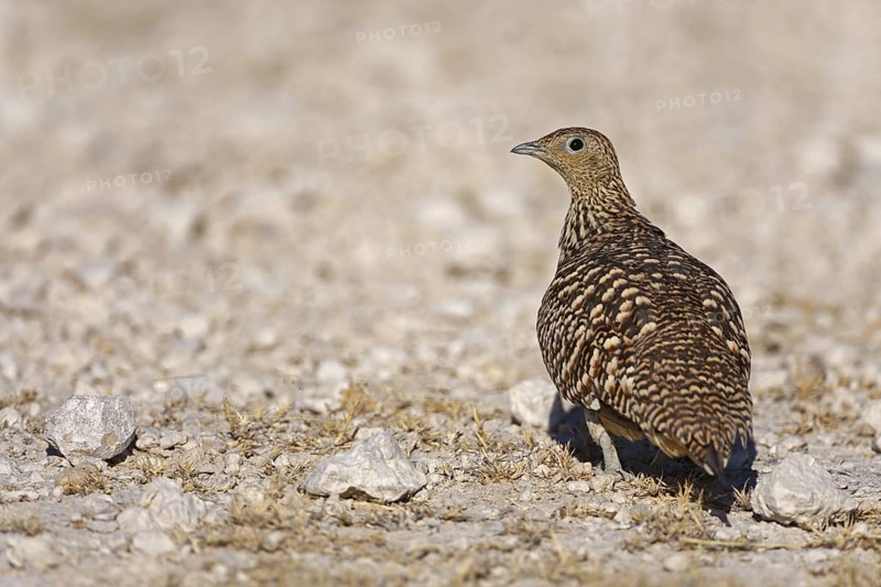 Namaqua Sandgrouse (Pterocles namaqua), Oshikoto, Namibia