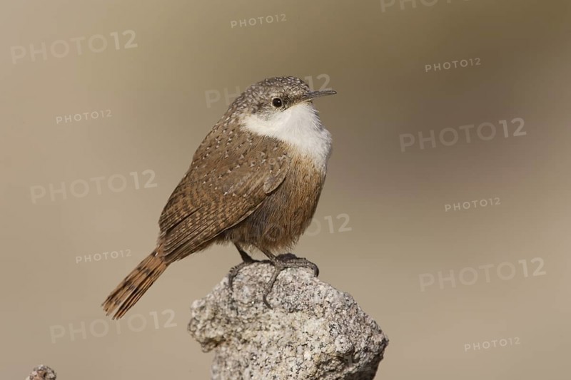 Canyon Wren (Catherpes mexicanus) male, California, USA