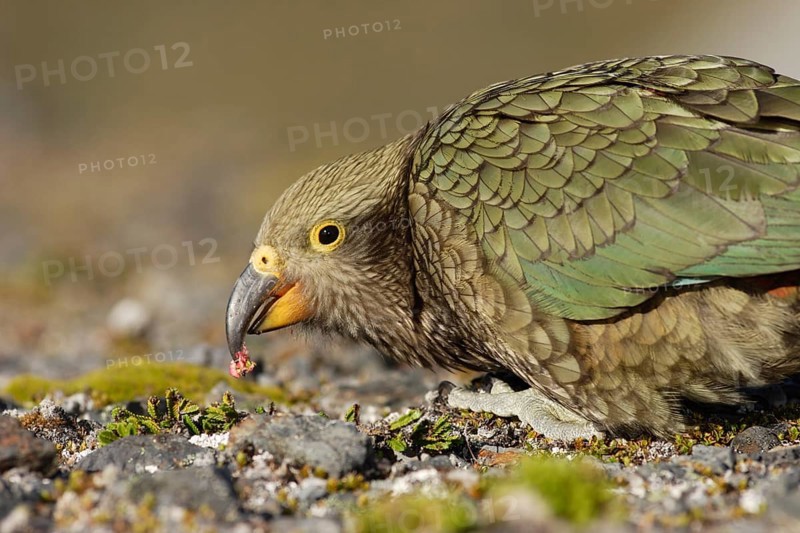 Kea (Nestor notabilis)