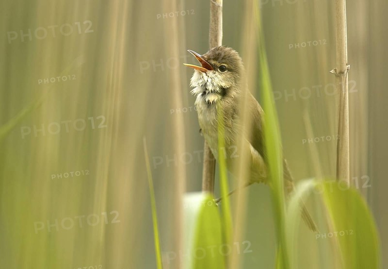 Eurasian Reed Warbler (Acrocephalus scirpaceus) singing, Mecklenburg-Western Pomerania, Germany