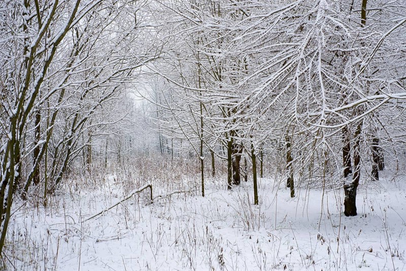 Winter Forest with Bare Trees and Branch with Snow in a Winter Day in Locarno, Ticino, Switzerland