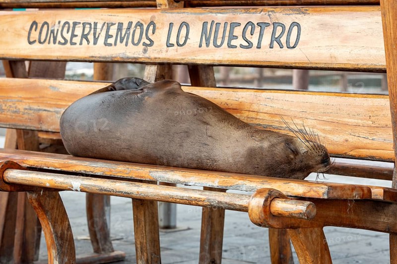 Sea lions (Zalophus wollebaeki), San Cristobal, Galapagos, Ecuador