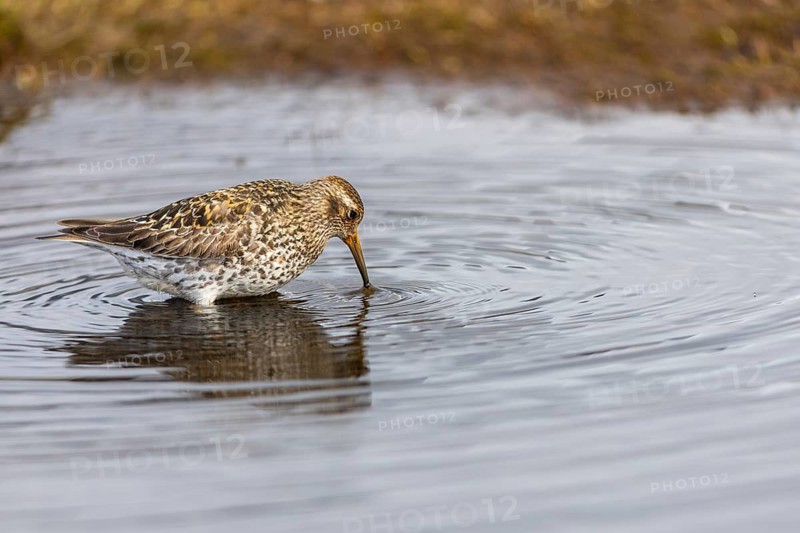 Black-legged stint (Calidris maritima) foraging, Aventdalen, Longyearbyen, Spitsbergen, Svalbard