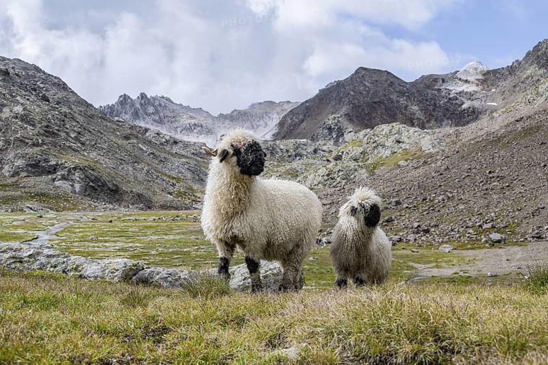 Two Valais Blacknose sheep (Ovis gmelini aries), high alpine mountain valley, Obere Senner Egete, Stubai Alps, near Ridnaun, South Tyrol, Italy