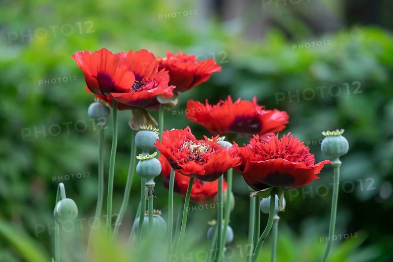 Stuffed red poppies (Papaver), Netherlands