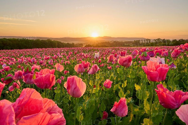 Opium poppy (Papaver somniferum), at sunrise, summer, Germerode, Geo nature park Park Frau-Holle-Land, Hoher Meissner, Hesse, Germany