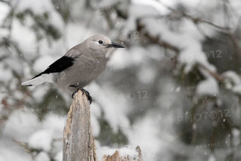 Clark's Nutcracker (Nucifraga columbiana) perched on a stump, Wyoming, USA