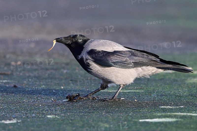 Hooded Crow (Corvus cornix) on the beach with blue mussel (Mytilus edulis) in beak, Mecklenburg-Western Pomerania, Germany