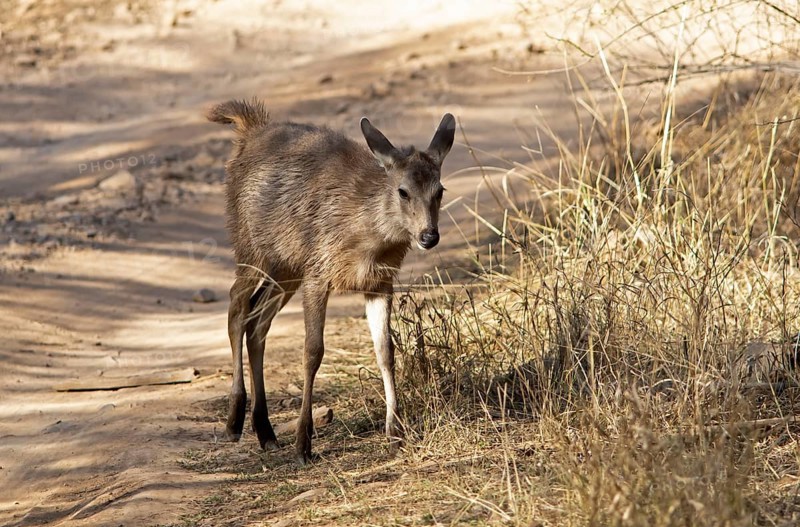 Sambar or sambar deer or horse deer (Cervus unicolor or Rusa unicolor) on a sandy track in Ranthambore National Park, Rajasthan, India