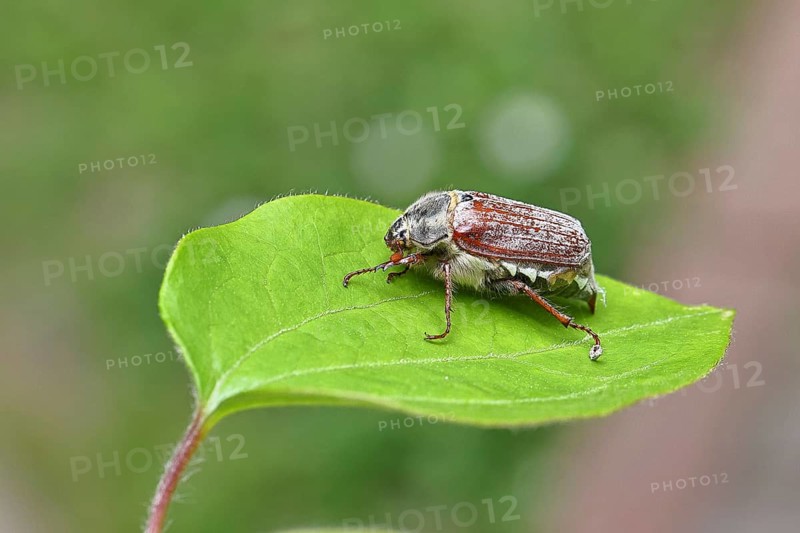 May beetle, wood cockchafer (Melolontha hippocastani), female, on a leaf, close-up, Wilnsdorf, North Rhine-Westphalia, Germany