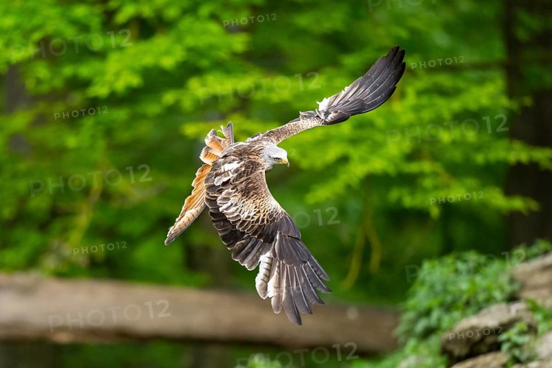 Red kite (Milvus milvus) flying in a forest in early summer, Bavaria, Germany