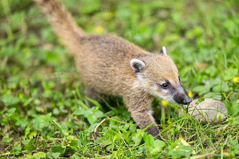 South American coati (Nasua nasua) youngster walking on the ground, captive, Zoo Augsburg