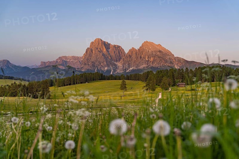 Gently illuminated mountain peaks in front of a wide summer meadow at dusk, Sassolungo Group, Alpe di Siusi, Dolomites, South Tyrol, Italy