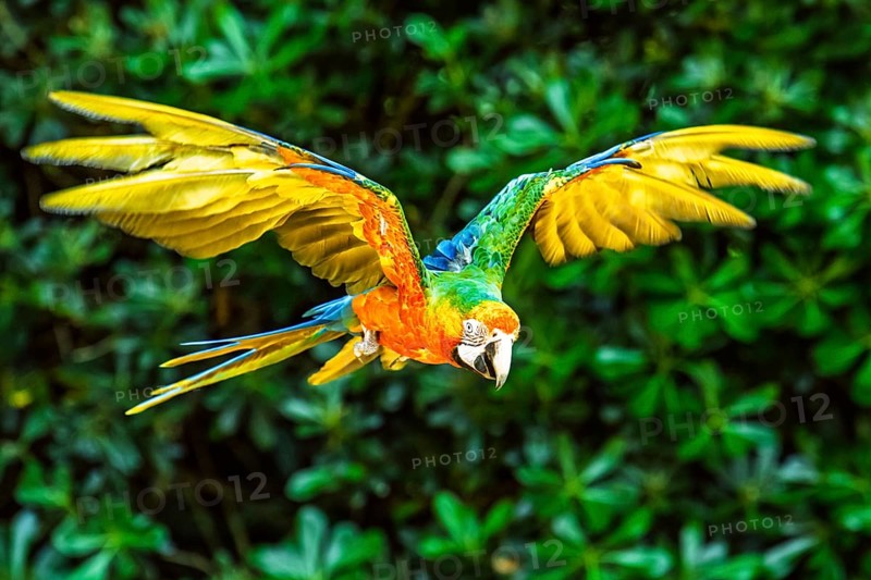 Scarlet macaw, Ara macao, bird in flight