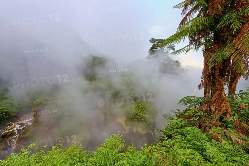 Hot water river and steaming forest with fern trees, dense greenery and mystical mist, Te Manaroa Spring, Hot Spring, Waikite Valley, Bay of Plenty, North Island, New Zealand