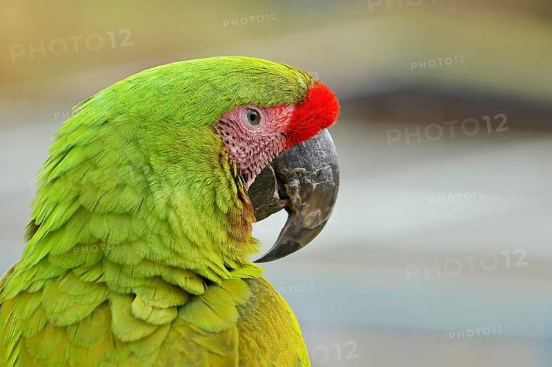Great green macaw (Ara ambigua), animal portrait, captive, occurrence in South America, Hesse, Germany