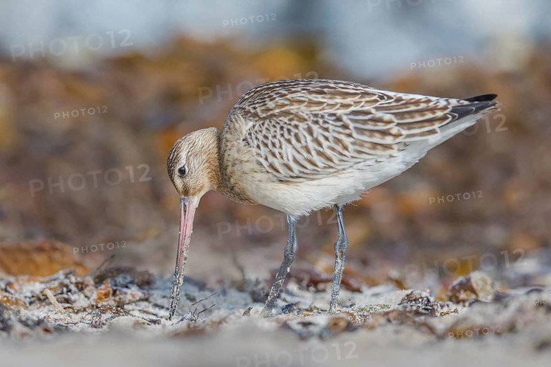 Pfuhlschnepfe, Limosa lapponica Bar-tailed Godwit, Limosa lapponica
