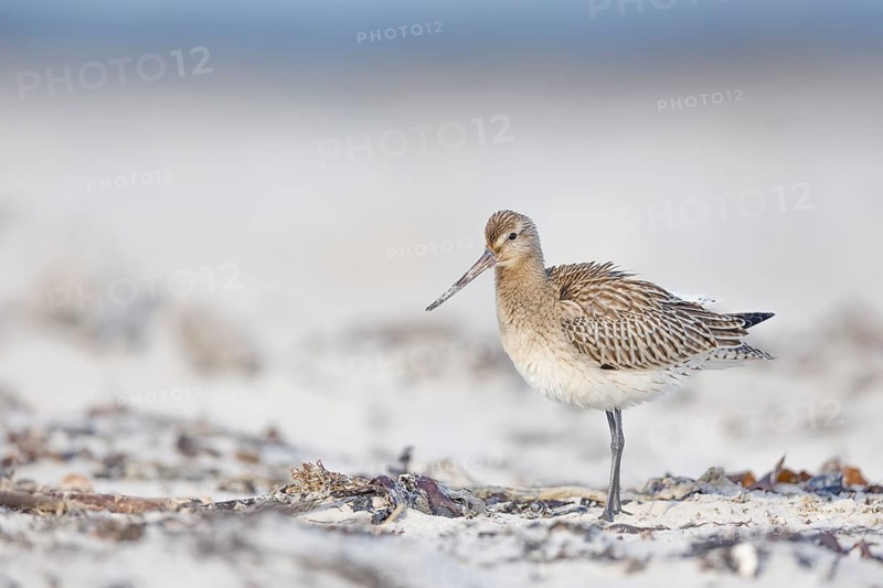 Pfuhlschnepfe, Limosa lapponica Bar-tailed Godwit, Limosa lapponica