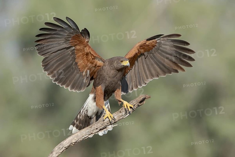Harris's Hawk (Parabuteo unicinctus) perched on a dried branch, Texas, USA